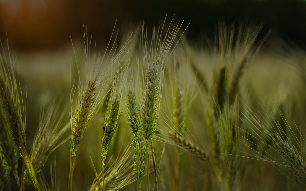 Selective focus shot of some wheat in a field