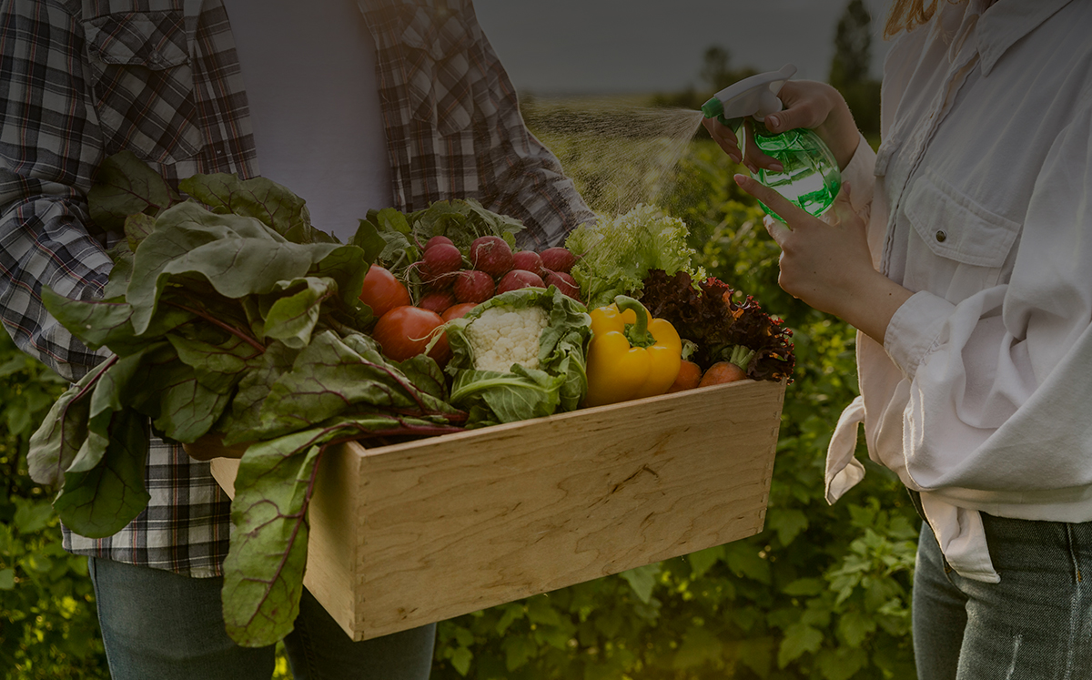Selective focus shot of some wheat in a field