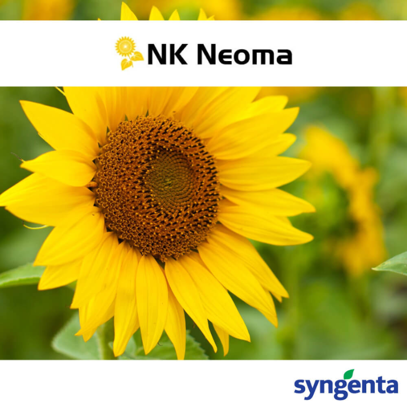 SUNCOK.SY. NEOMA CL 150 MK