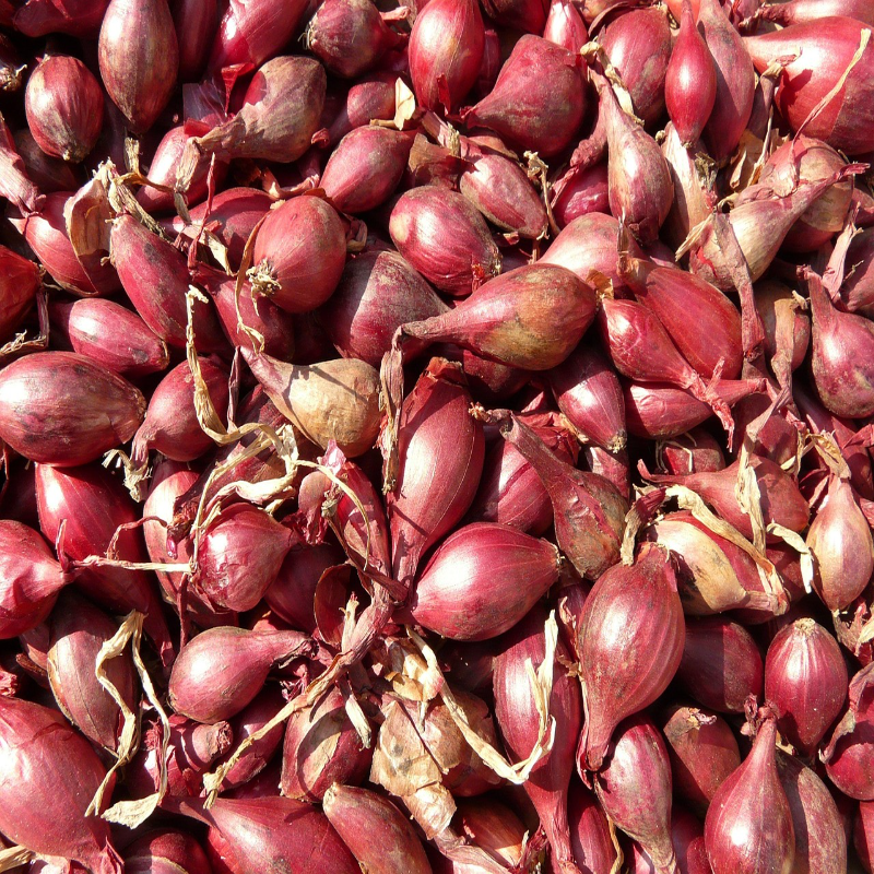 red shallots 5768 1280 resized (1)